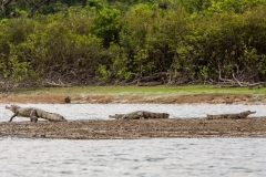 Three Caiman in the Amazon Rainforest