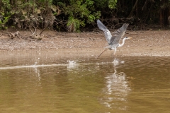 Cocoi crane running to takeoff