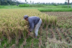 Indonesia-47