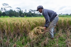 Indonesia-48