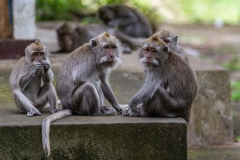Indonesia-9