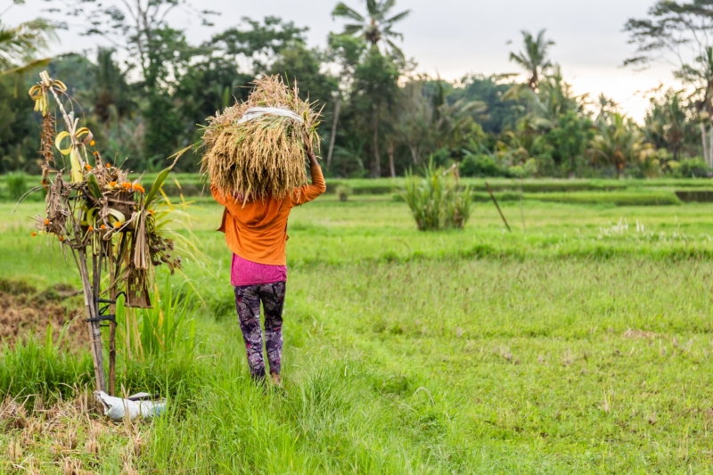 Lady in Rice Paddy