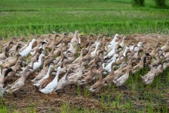A Herd of Ducks