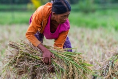 Harvested Rice