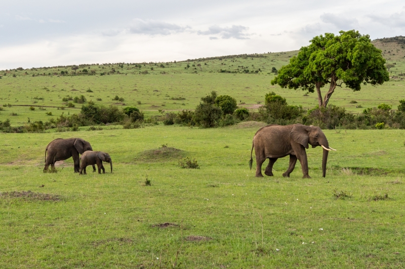 Elephant Family