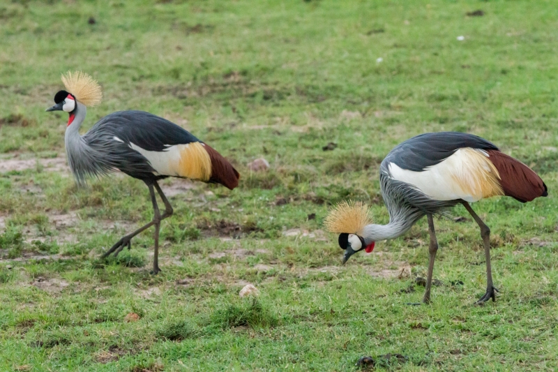 Two Crested Cranes
