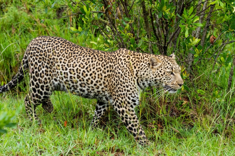 The Elusive Masai Mara Leopard