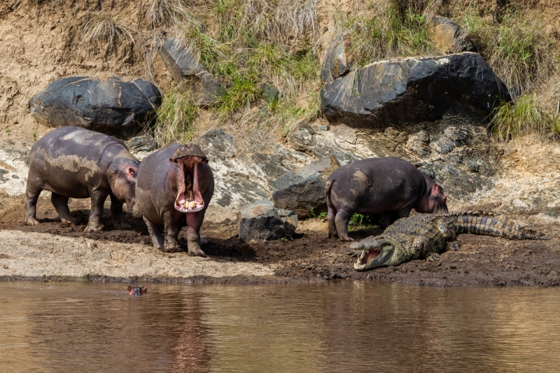 Hippos and a Crocodile