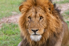 Battle Scared Lion