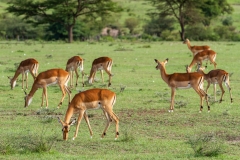 Young Impalas