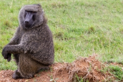 Masai Mara Baboon