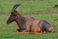 Kenya-11