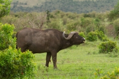 Kenya-23
