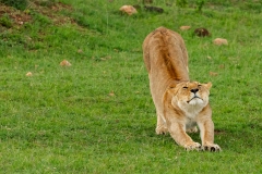 Kenya-29