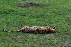 Kenya-37
