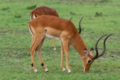Kenya-40