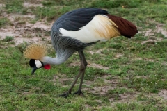 Kenya-41