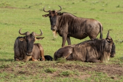 Trio of Wildebeest in the Masai Mara National Park