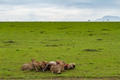 Cheetah Family Eating a Wildebeest