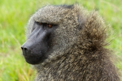 Kenya-67