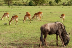 Kenya-7