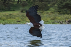 African Fish Eagle at Lake Naivasha