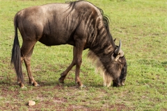 Kenya-8