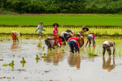 Rice Paddies in Laos