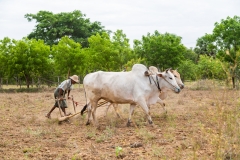 Myanmar-40
