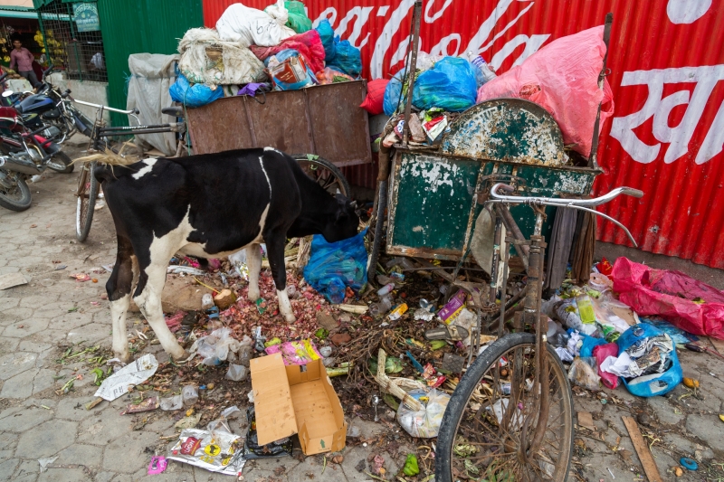 Kathmandu Street Cows