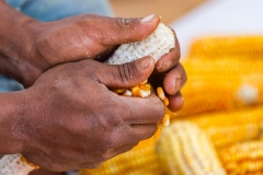 Corn Hands