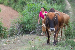 Nepal-291