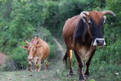 Nepal-292