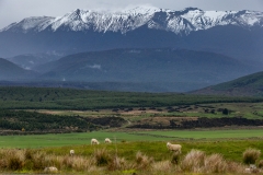 New-Zealand-23