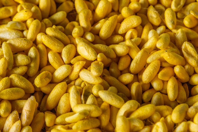 Silkworm Cocoons
