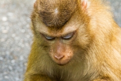 Macaque Monkey