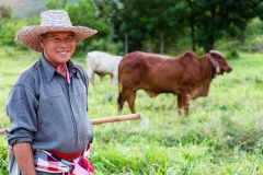 Cow Herder
