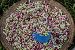 Colorful Beans From Local Market
