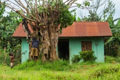 Friends Climbing a Tree