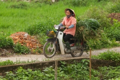 Woman on Motorbike with Sugar Cane
