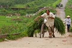 Man with Sugar Cane on Bicycle