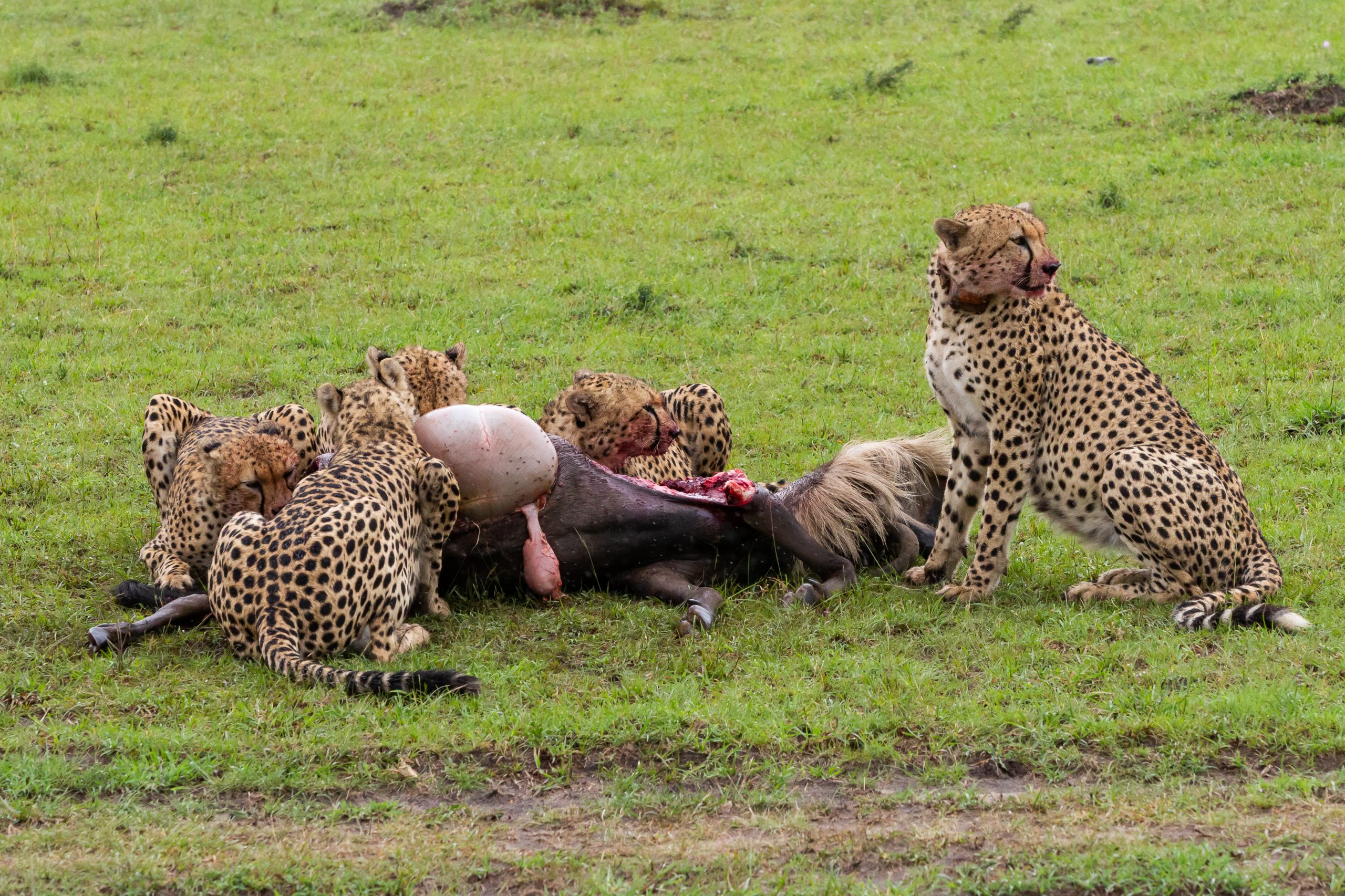 cheetahs eating a wildebeest